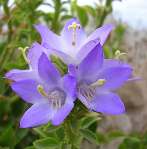 Campanula pugliese