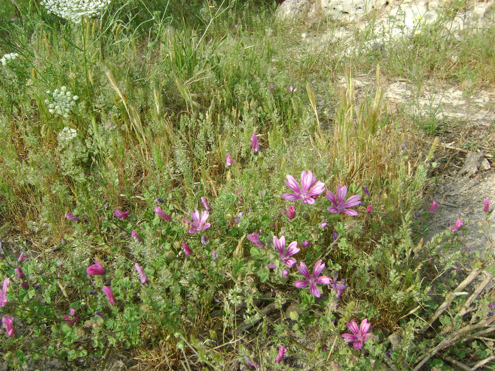 Malva